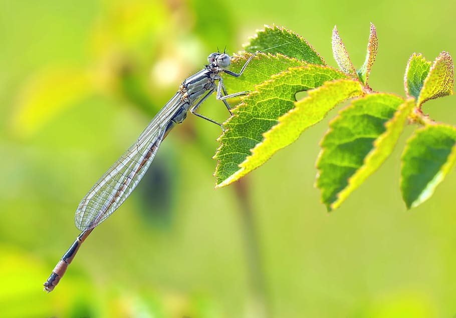 insect, nature, live, invertebrate, animal themes, animal wildlife HD wallpaper