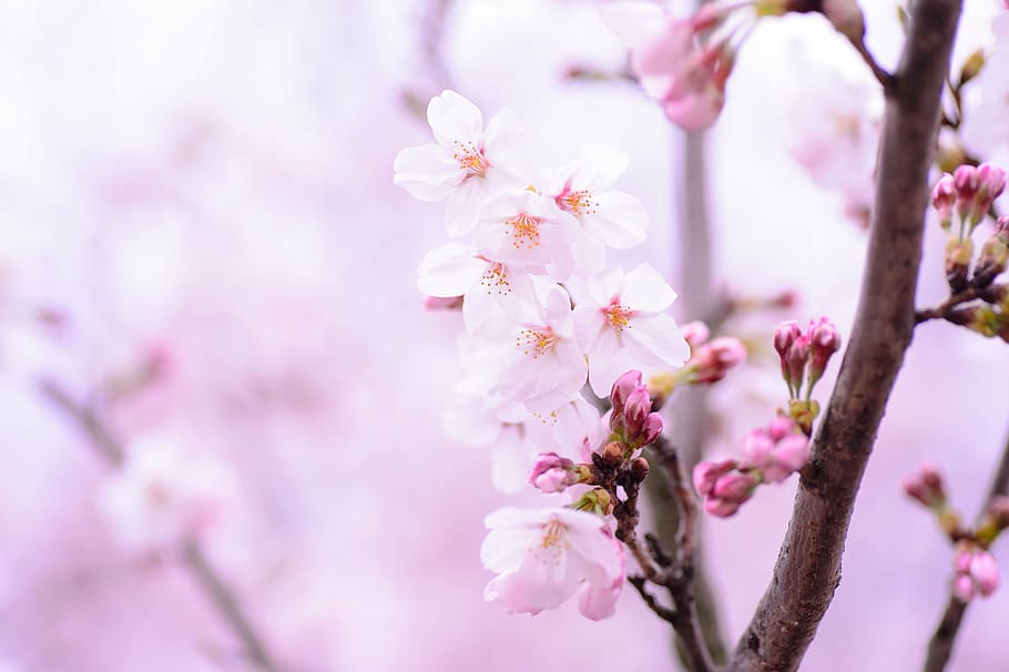 plant, spring, flowers, japan, pink, natural, cherry, petal, softness, HD wallpaper