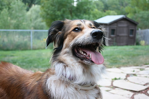 Collie mutt store