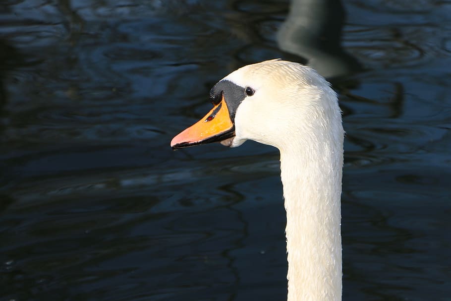 Swan, Head, View, Attention, animals in the wild, one animal HD wallpaper