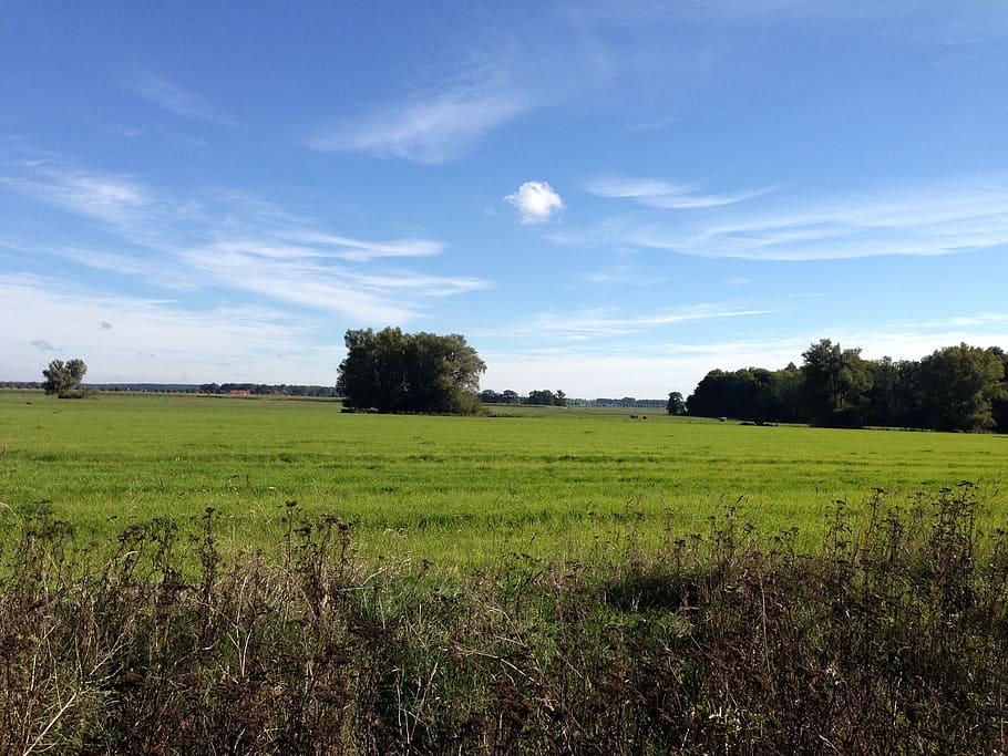 landscape, meadow, sky, blue, vision, plant, field, environment HD wallpaper