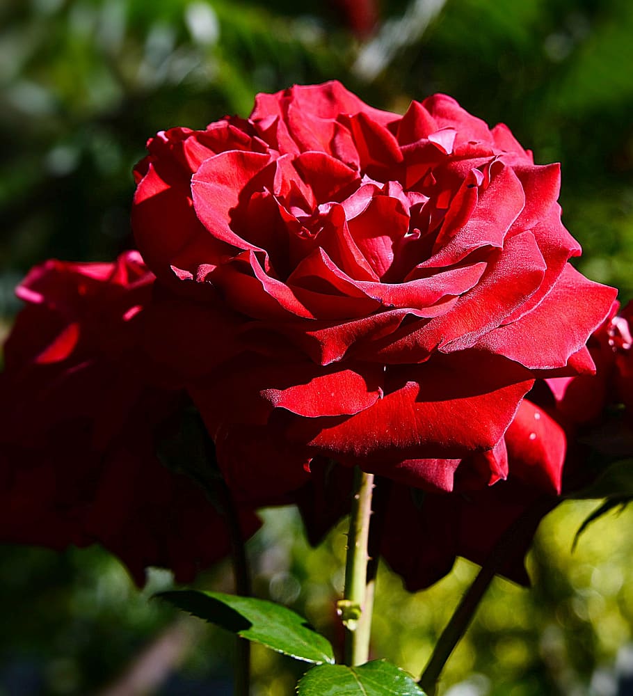 red petaled rose, close, shadow, blossom, bloom, flower, nature HD wallpaper