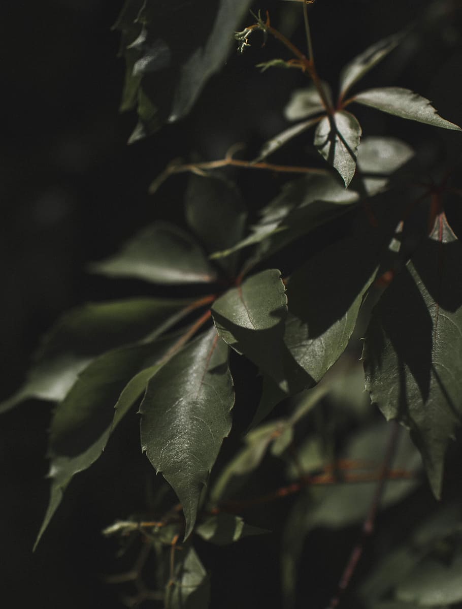 close up photo of green leaves, green leafed tree, plant, light HD wallpaper
