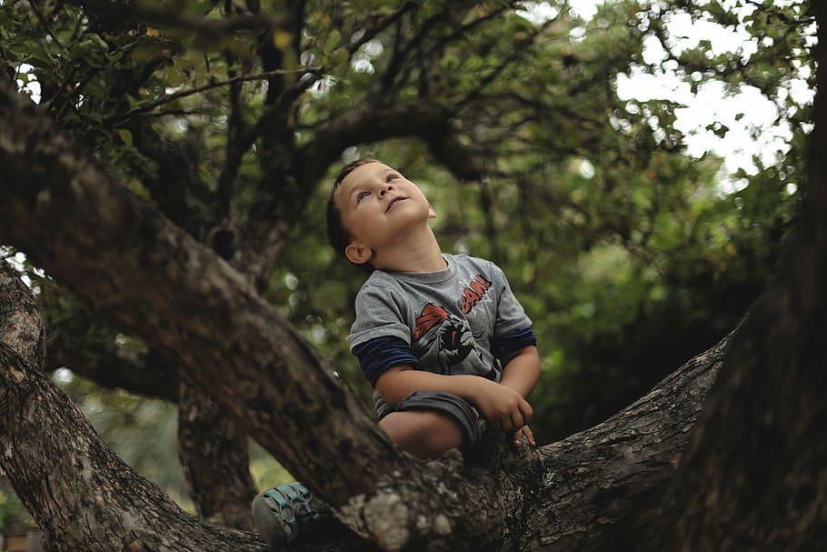 boy climb on tree, boy sitting on top of tree, boy in tree, child HD wallpaper