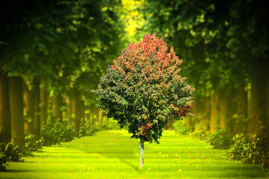 environment, garden, tree, green, plant, growth, beauty in nature HD wallpaper