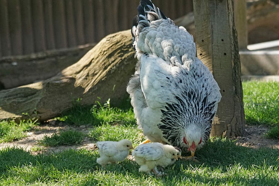 Brahama, Chicken, Hen, Chicks, Poultry, country life, range HD wallpaper