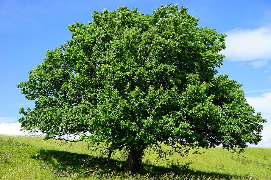 tree, single standing, rand ecker maar, real whitebeam, sorbus aria HD wallpaper