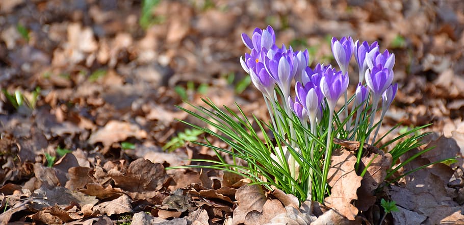 Crocus, Oak, Leaves, Spring, Garden, oak leaves, purple, flower HD wallpaper
