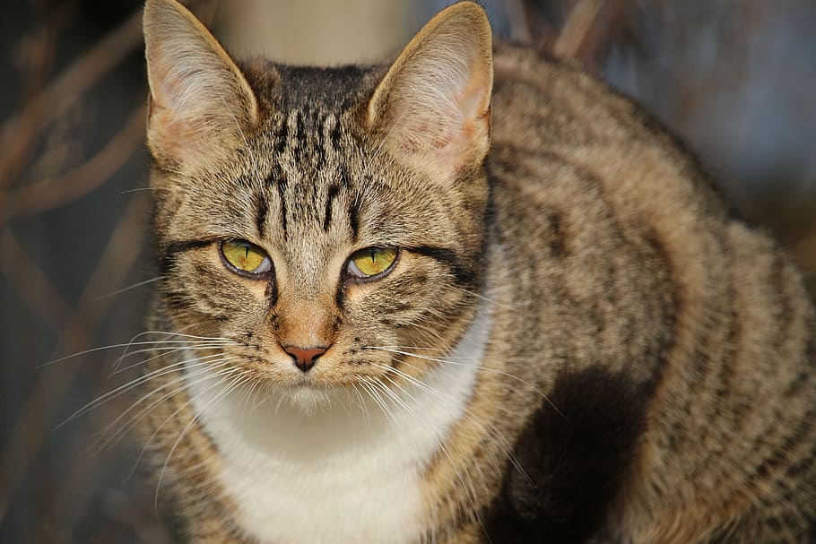 cat, kitten, mackerel, young cat, domestic cat, feline, pets HD wallpaper