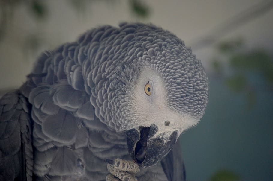 parrot, grey, feather, bird, african grey parrot, plumage, animal HD wallpaper