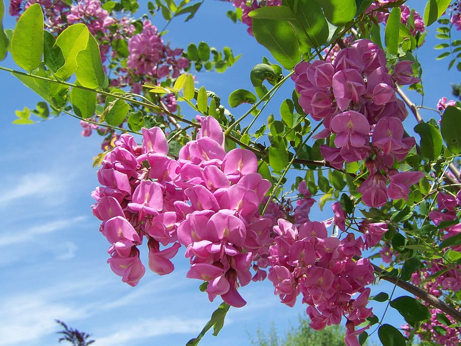 pink petaled flowers, acacia, pink-flowered, spring, pink color HD wallpaper