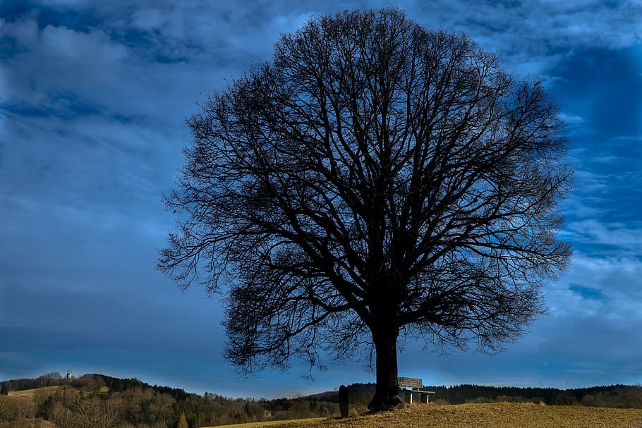 tree, sky, kahl, nature, covered sky, clouds, log, landscape HD wallpaper