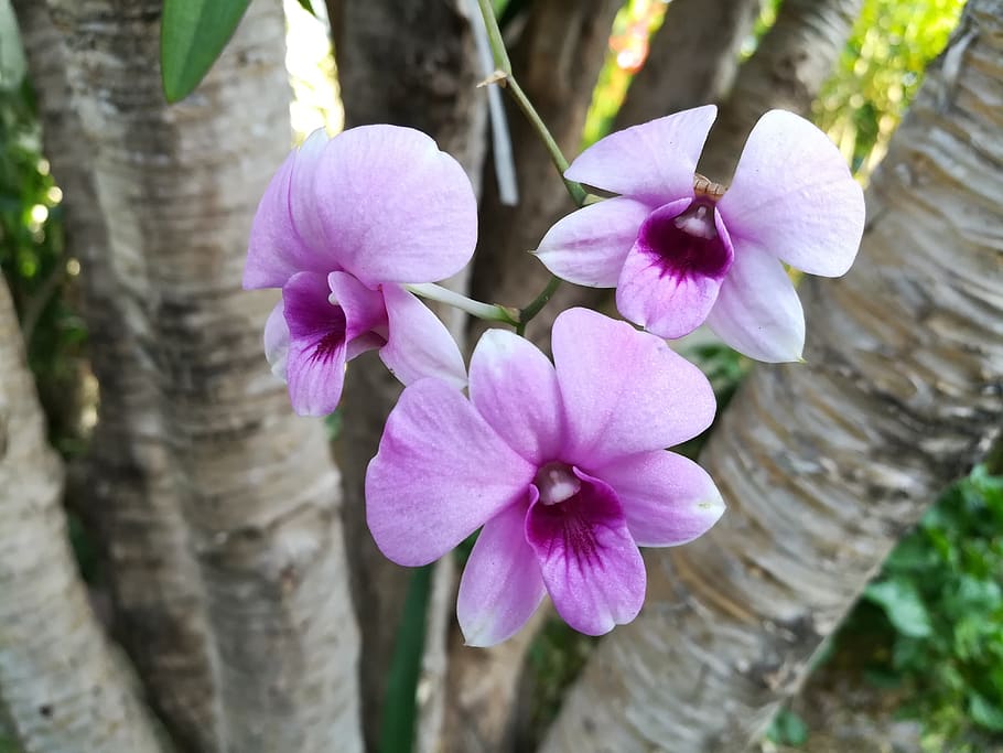 flowers, purple, flowering plant, petal, freshness, fragility HD wallpaper