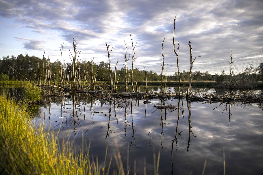 Trees, Lake, Birch, Water, Landscape, nature, reflection, forest HD wallpaper