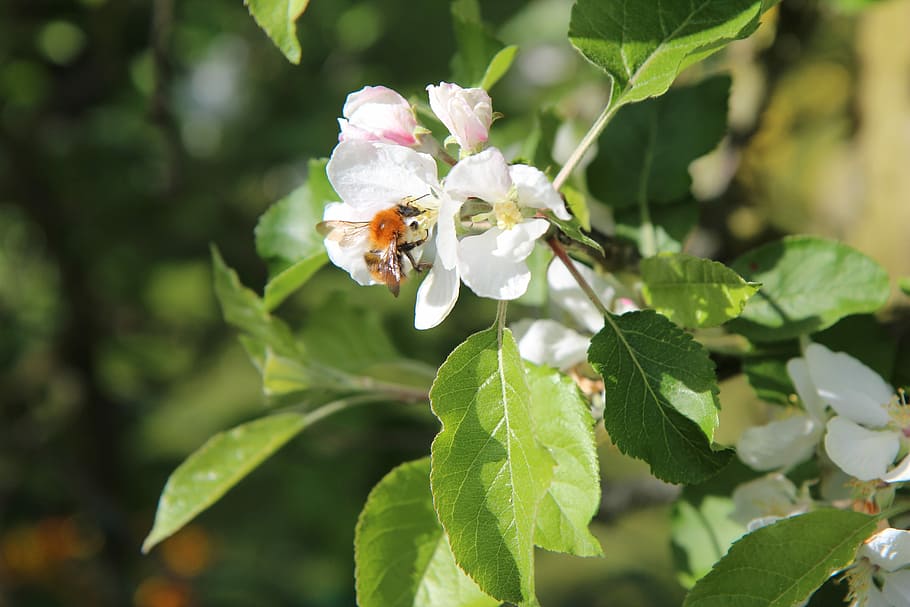 apple, flowers apple-tree, bee, insect, apple tree flowers HD wallpaper