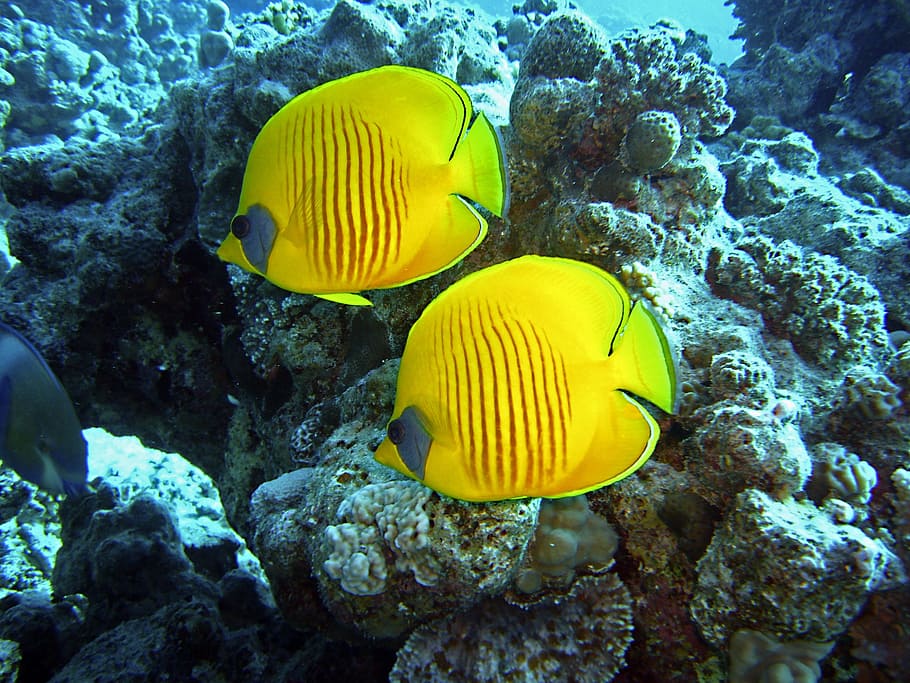 two yellow fishes swimming in body of water, diving, underwater HD wallpaper