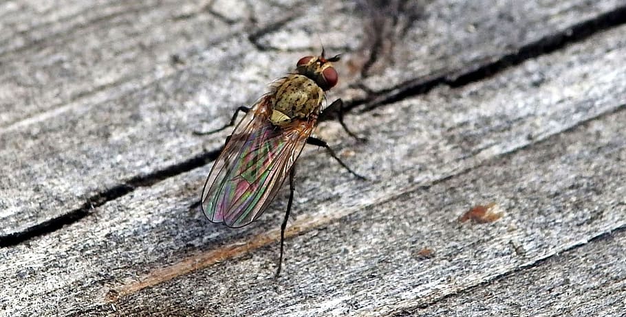 fly, insect, nature, macro, close, flight insect, invertebrate HD wallpaper