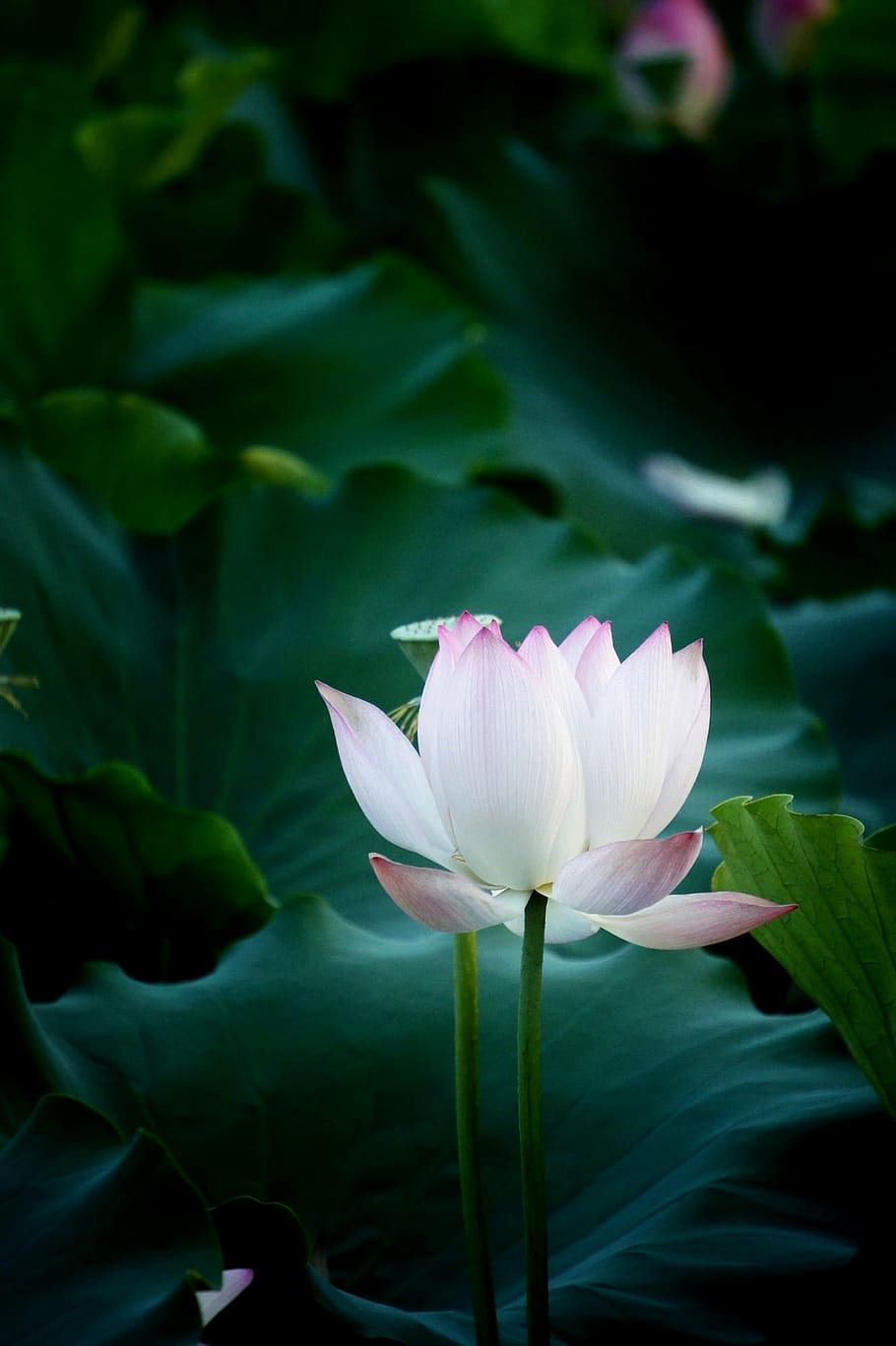 selective focus photography of white petaled flower, lotus, natural, HD wallpaper