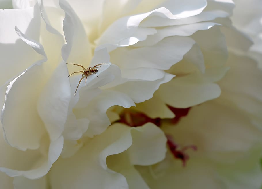 flower, nature, peony, invertebrate, insect, animals in the wild HD wallpaper