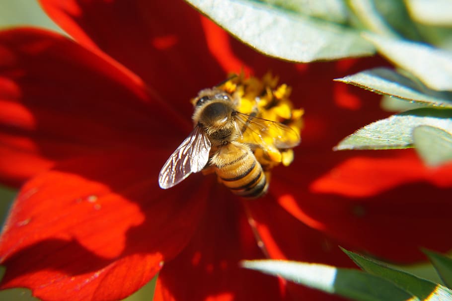 bees, pollination, nature, flowers, insects, petals, wings HD wallpaper