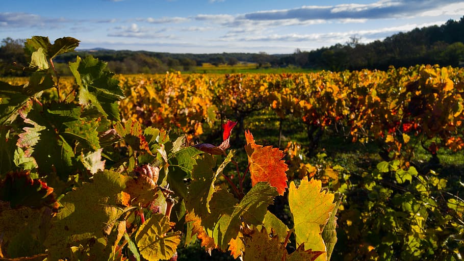red petaled flower field, herald, vine, vineyard, fall, ceps HD wallpaper
