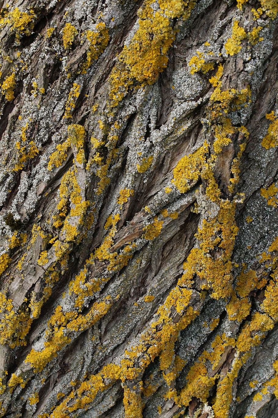 tree, lichen, wood, bark, log, nature, tribe, tree bark, structure HD wallpaper