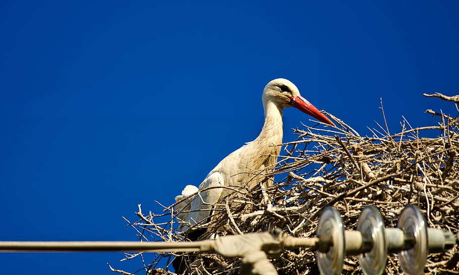 nature, stork, animal themes, bird, blue, no people, animal wildlife HD wallpaper