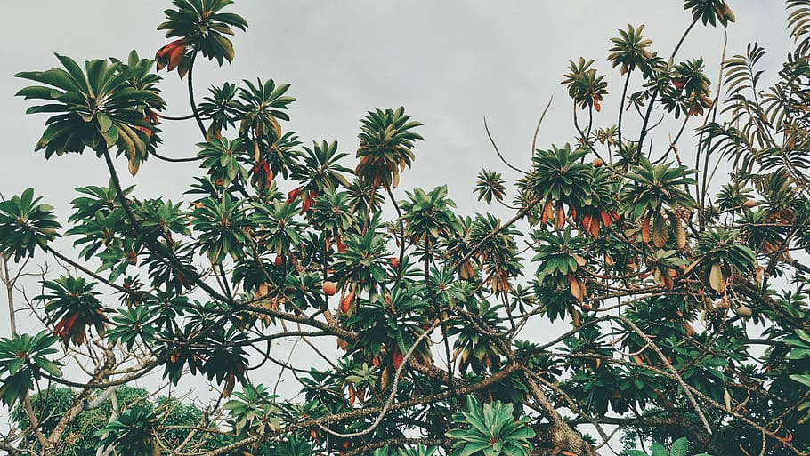 green leaf trees during daytime, green leafed tree, fruit, banana HD wallpaper