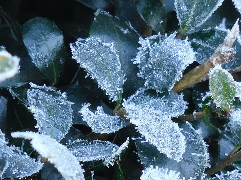 leaves, frost, nature, winter, leaf, cold, ice, macro, plant, HD wallpaper