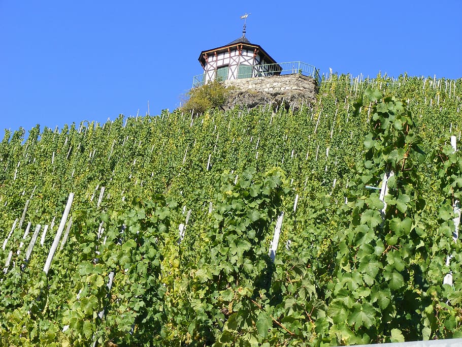 moselle river, germany, wine, nature, agriculture, vineyard HD wallpaper