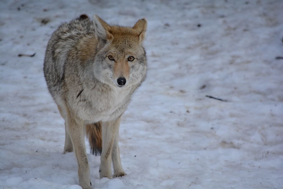 Wolf, Snow, Outside, Cold, Tan, White, brown, one animal, animal themes HD wallpaper