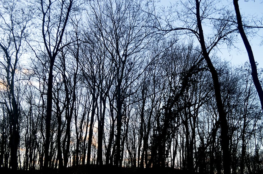 forest, winter, nature, trees, trunk, alsace, wood, france HD wallpaper