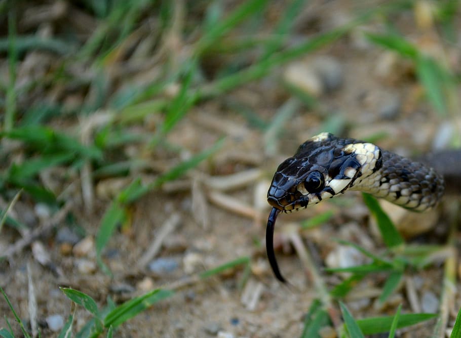 Snake, Reptile, black, one animal, animal themes, animals in the wild HD wallpaper
