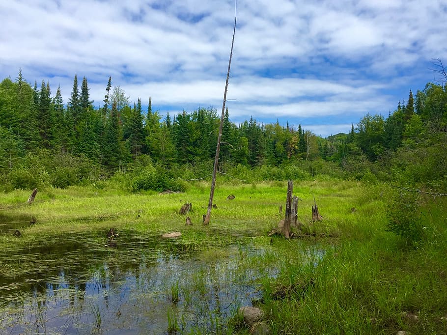 wilderness, forest, sky, water, bog, swamp, green, blue, clouds HD wallpaper