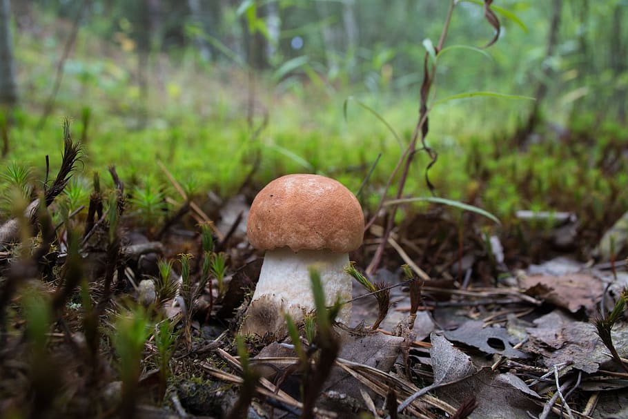 orange-cap boletus, mushroom, summer, vegetable, fungus, food, HD wallpaper