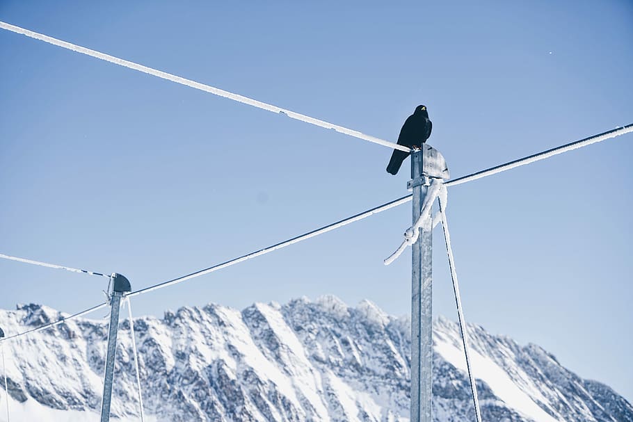 black bird on top of stainless steel frame, crow on top of electric post HD wallpaper