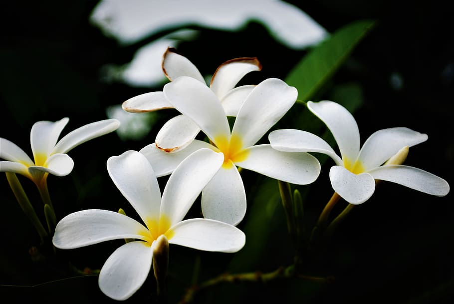 White Flowers, bloom, blossom, delicate, flora, frangipani, garden HD wallpaper