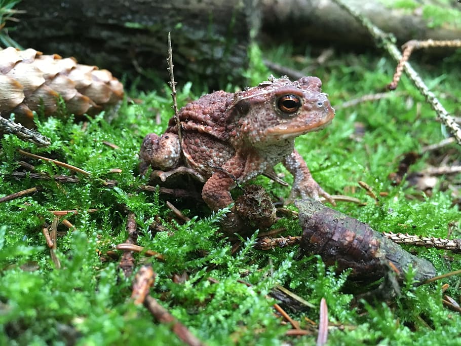 frog, forest, brown, nature, wood, light, view, eyes, cone HD wallpaper