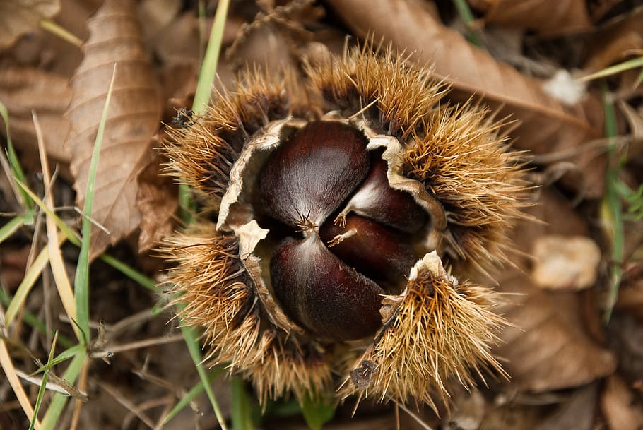 brown dried plant, chestnuts, quills, forest, close-up, food and drink HD wallpaper