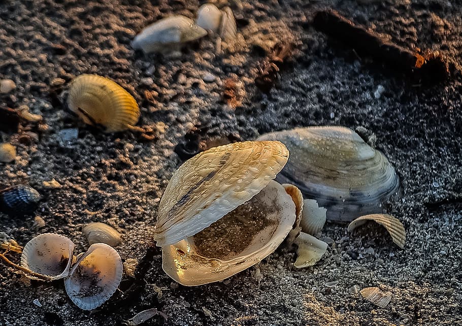 Seashell, Shellfish, Mussel, Nature, close-up, sand, beach HD wallpaper
