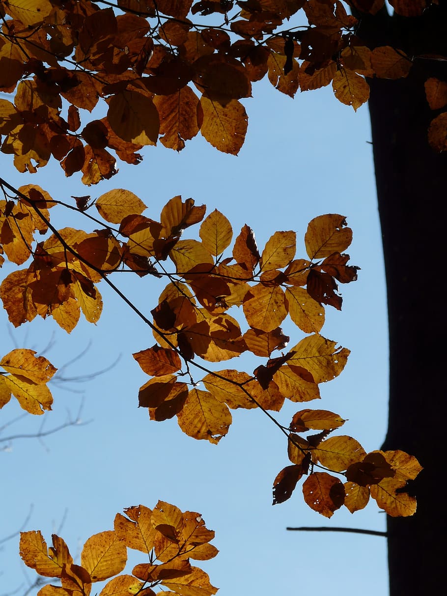 beech, fagus sylvatica, deciduous tree, golden autumn, golden october HD wallpaper