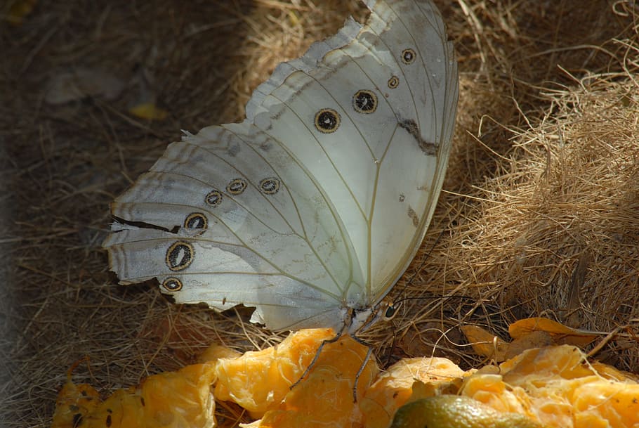 butterfly, insect, garden, animal themes, nature, one animal HD wallpaper