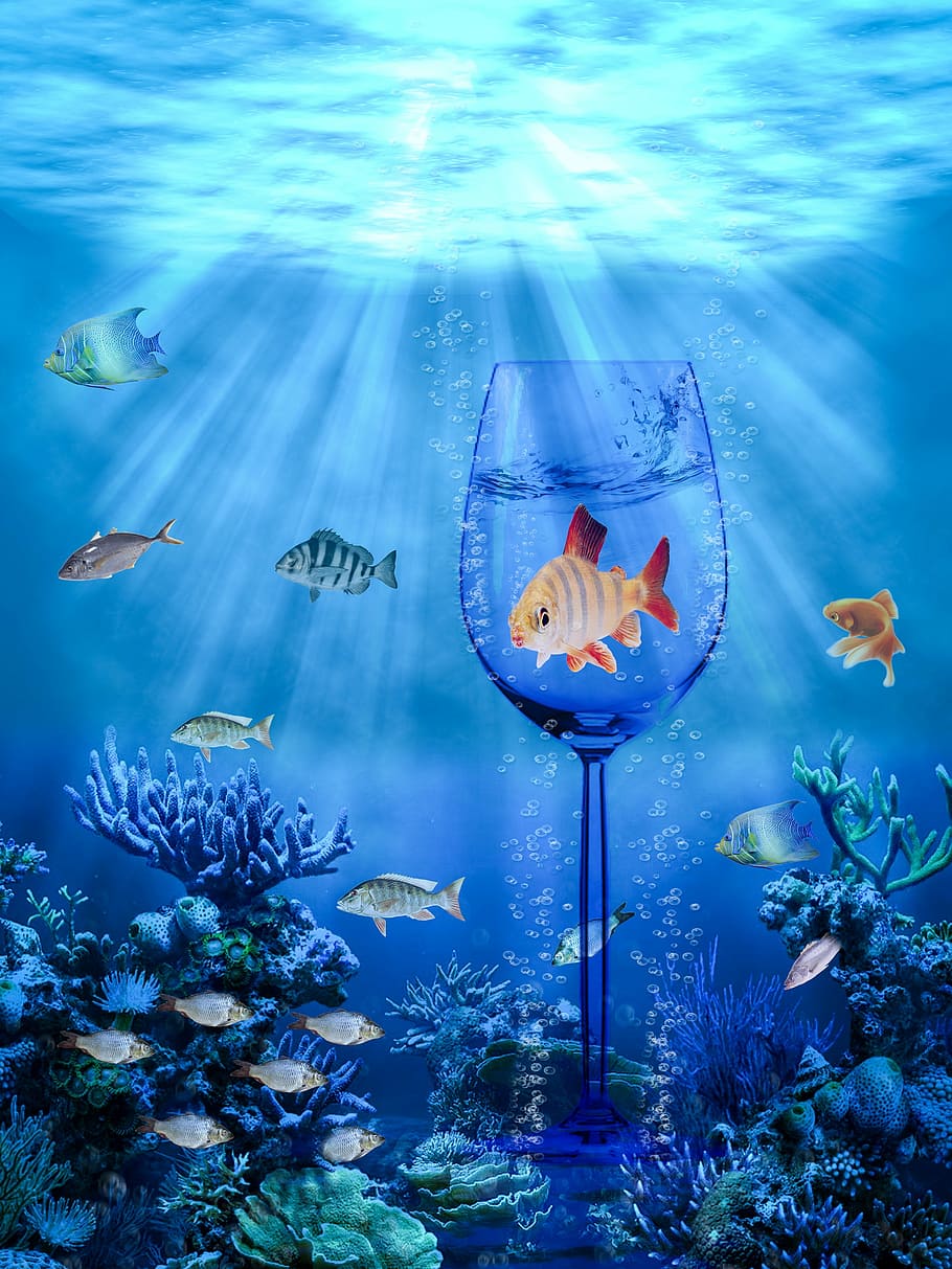 underwater painting, fish, ocean, graphics, colors, sea, glass HD wallpaper