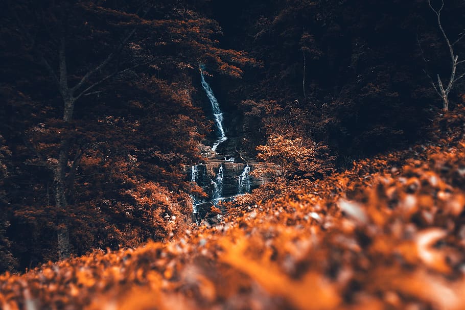 leaf, fall, autumn, blur, trees, plant, waterfall, nature, forest HD wallpaper