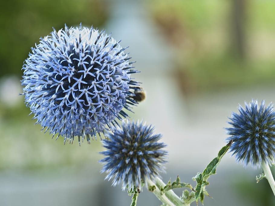 thistle, blue, prickly, bee, flower, flowering plant, growth HD wallpaper