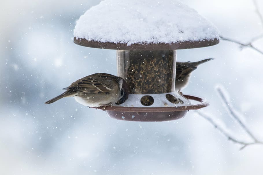 selective focus photo of two brown sparrow birds perching on brown bird feeder during winter HD wallpaper