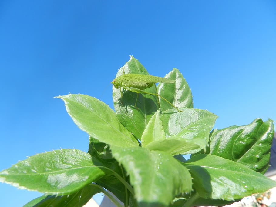 Grasshopper, Leaf, Sheet, grasshopper sheet, insect, green HD wallpaper