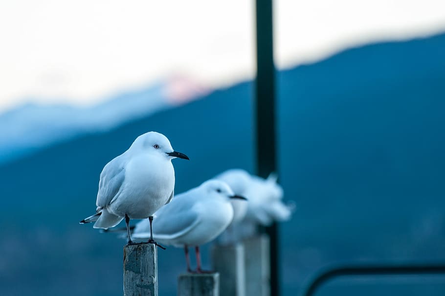 two birds standing on wooden stands, selective focus photography of bird HD wallpaper