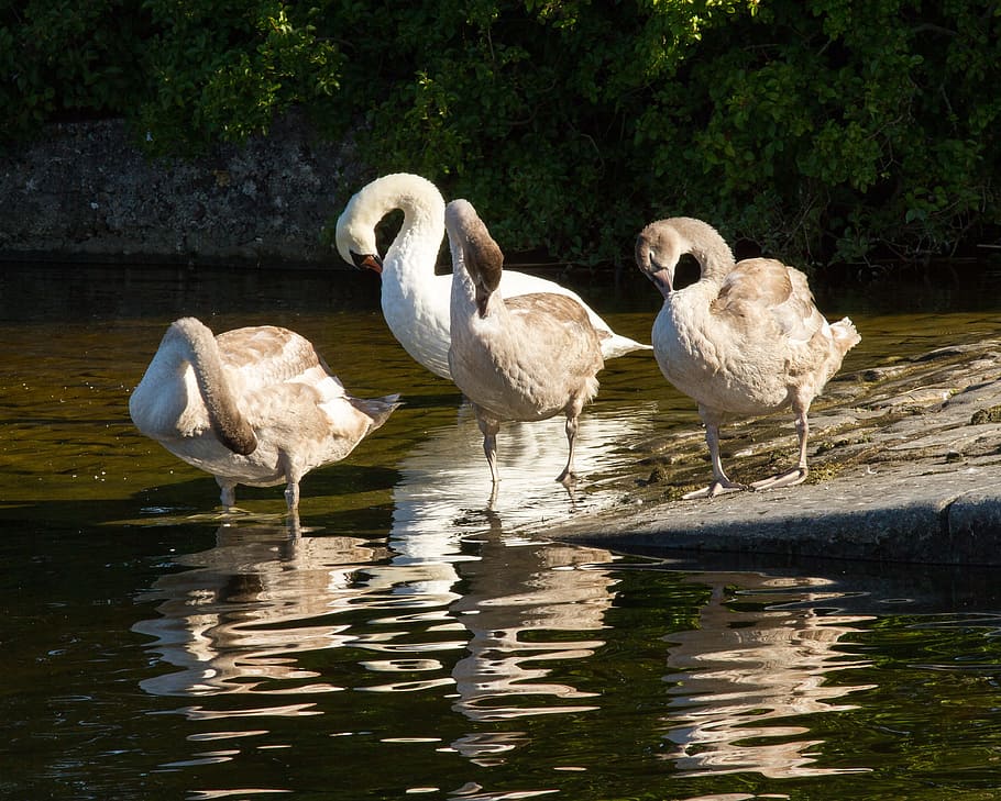 swans, galway, ireland, bird, water, animals in the wild, group of animals, HD wallpaper