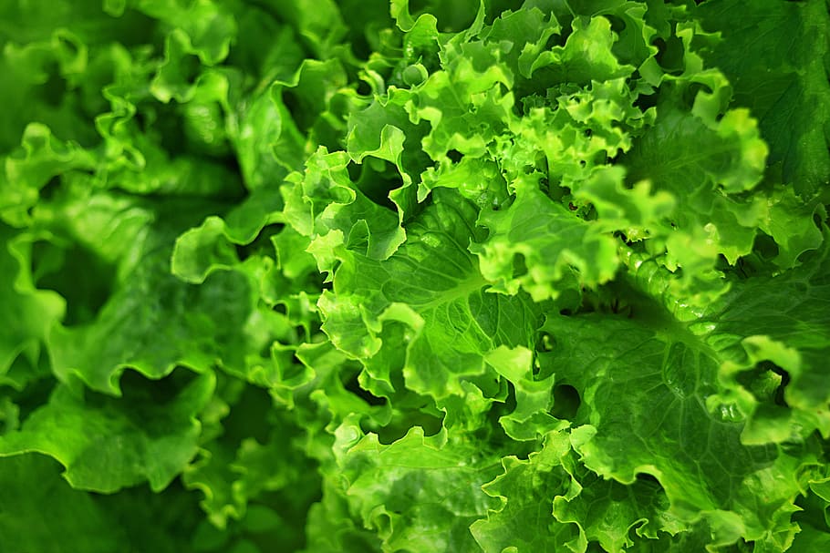 green lettuce, salad, vegan, vegetarian, raw, healthy, leafy greens, HD wallpaper